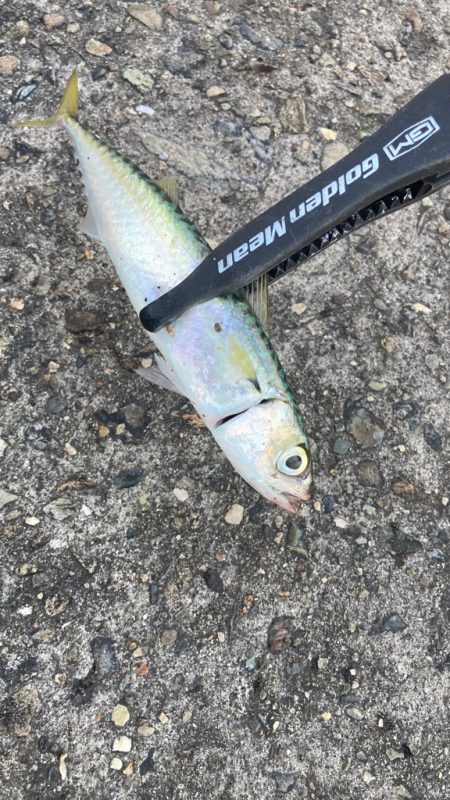 タチウオ狙いからの鯵