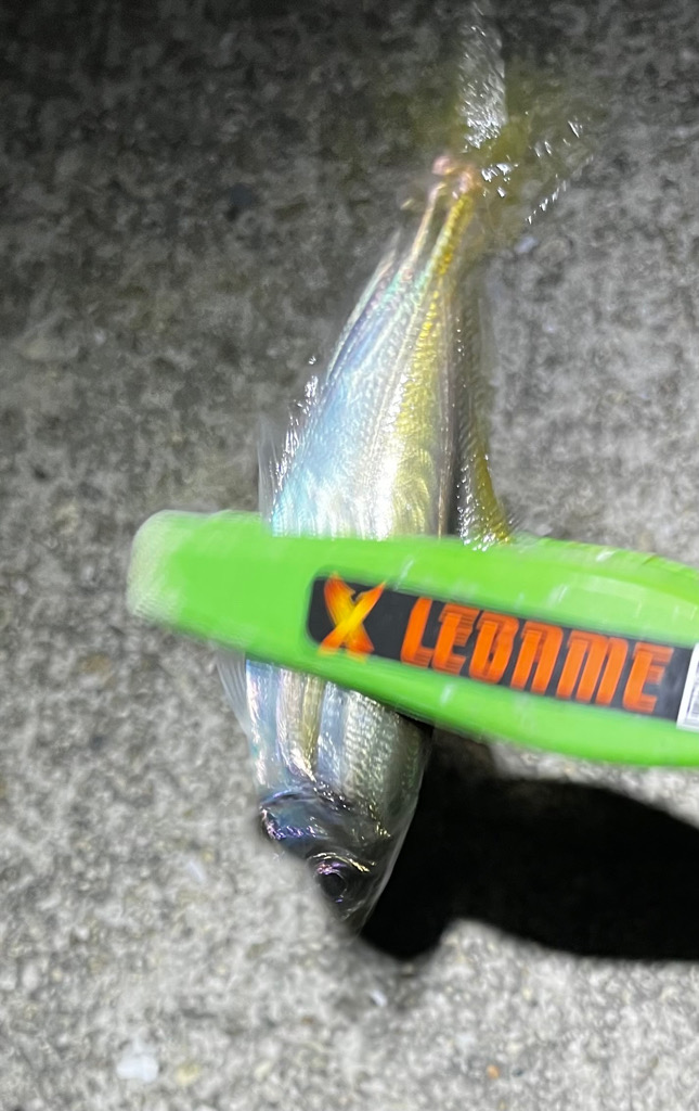 シーバスゲーム