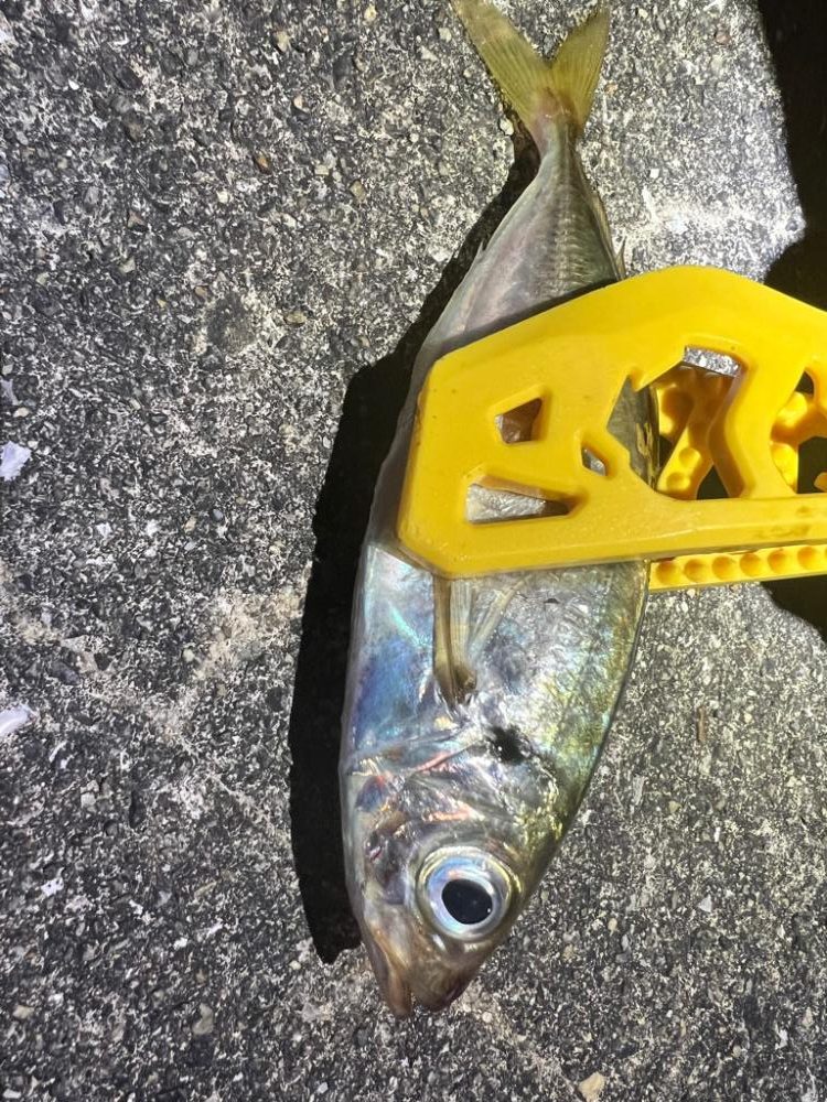 鯵を探して三千里 Vol.69