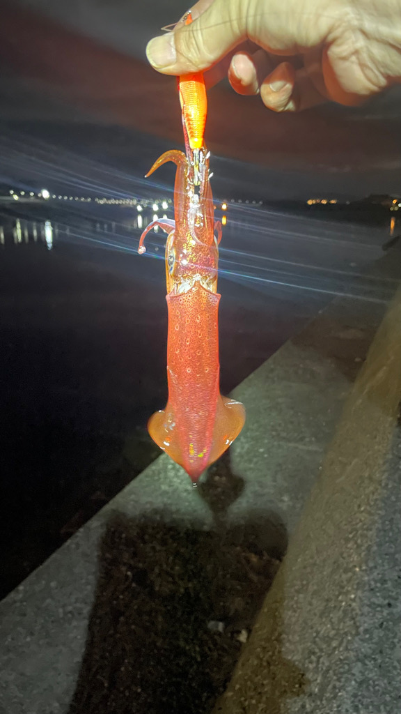 SSKさん！ケンサキ釣れてますよ〜♪