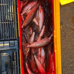 九頭竜川鮎釣り