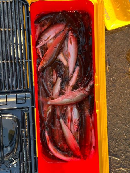 九頭竜川鮎釣り