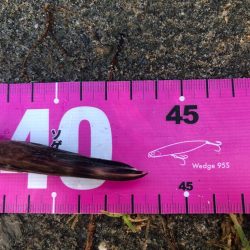 今シーズン初マゴチ