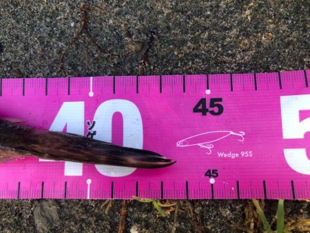 今シーズン初マゴチ