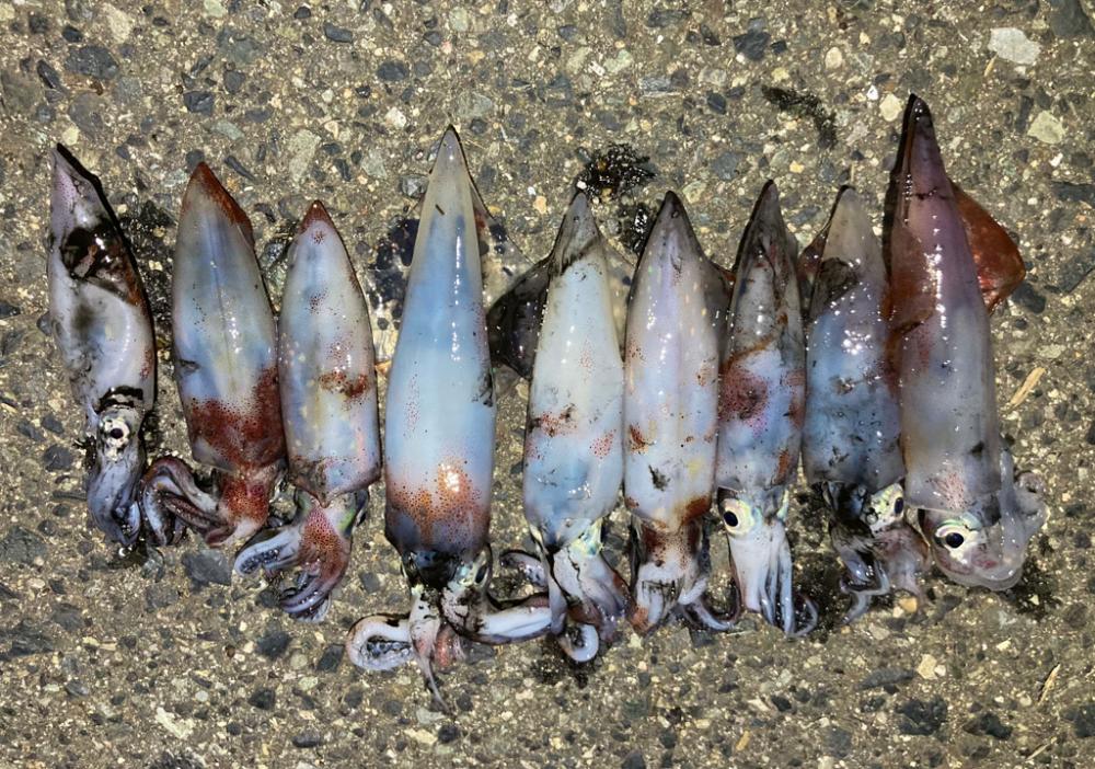 Light ケンサキング