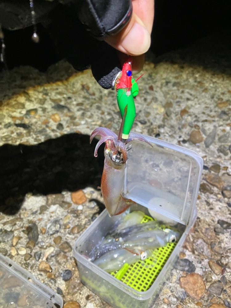 ケンサキ釣り8日目(^.^)