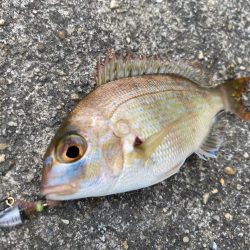 今シーズン初タチ