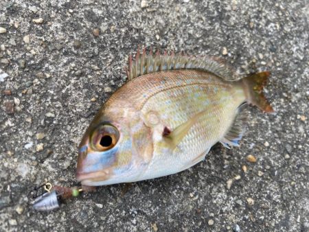 今シーズン初タチ