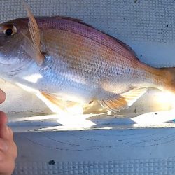 渋ヒトツテンヤ竿頭！