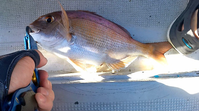 渋ヒトツテンヤ竿頭！