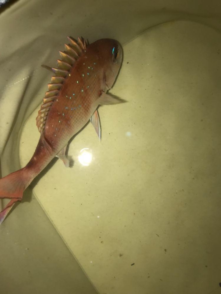 初ぶっ込みサビキ!