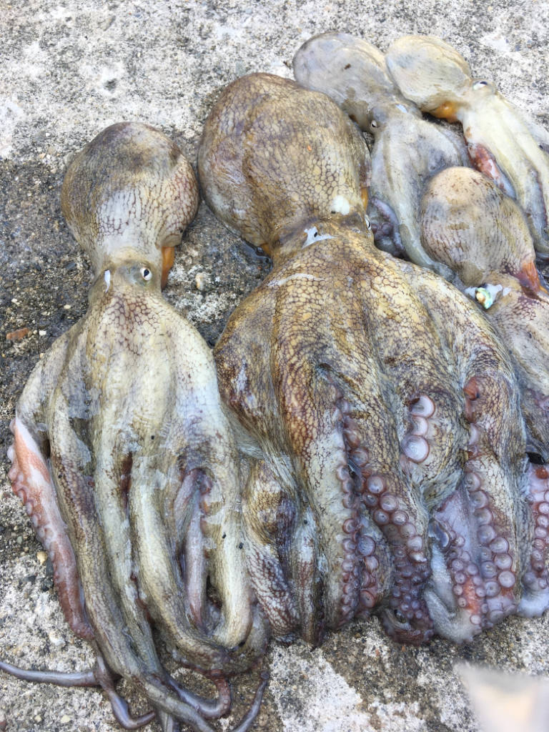 【タコフィネス】タコ計1.6kg ＋ アコウ小1 ＋ ガシラ複数