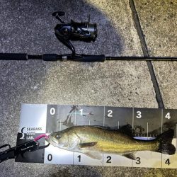 シーバスゲームと今年初の青物