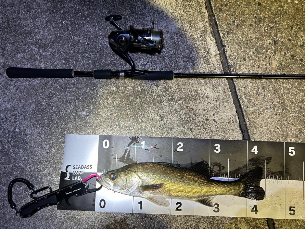 シーバスゲームと今年初の青物