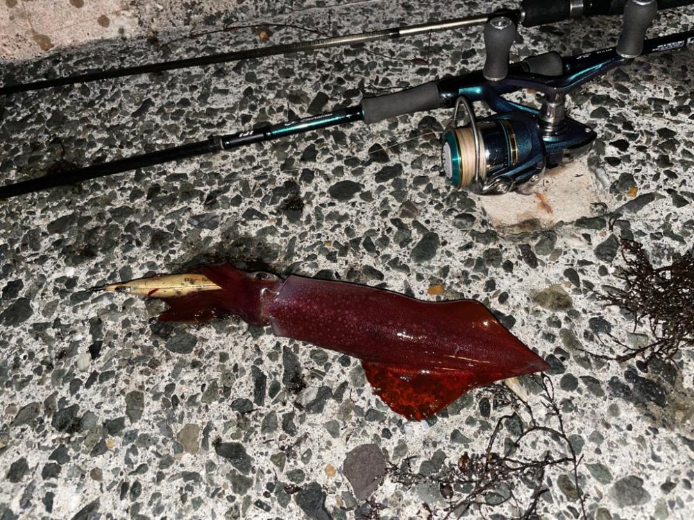 今年初エギング