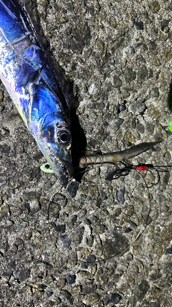 今季初タチウオ