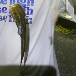 夏休み最後の魚釣り