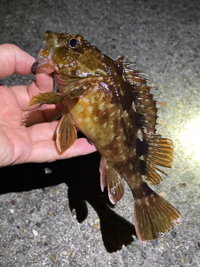 ボトムでガシラ