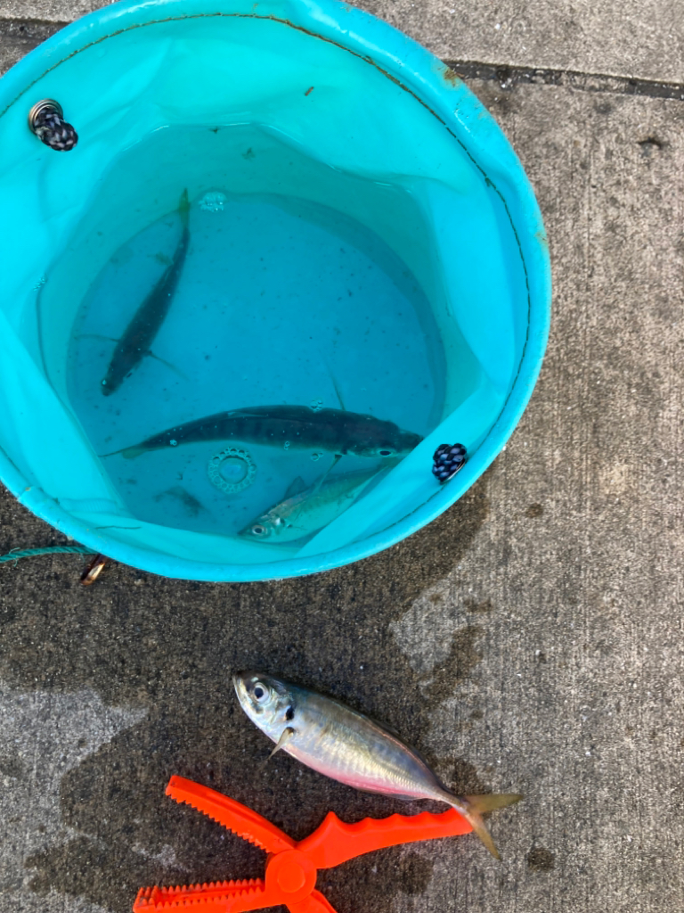 大アジ入ってきています