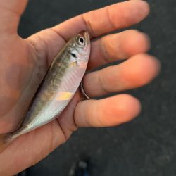 ファミリーフィッシング