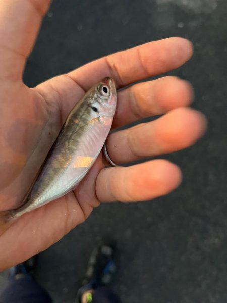 ファミリーフィッシング