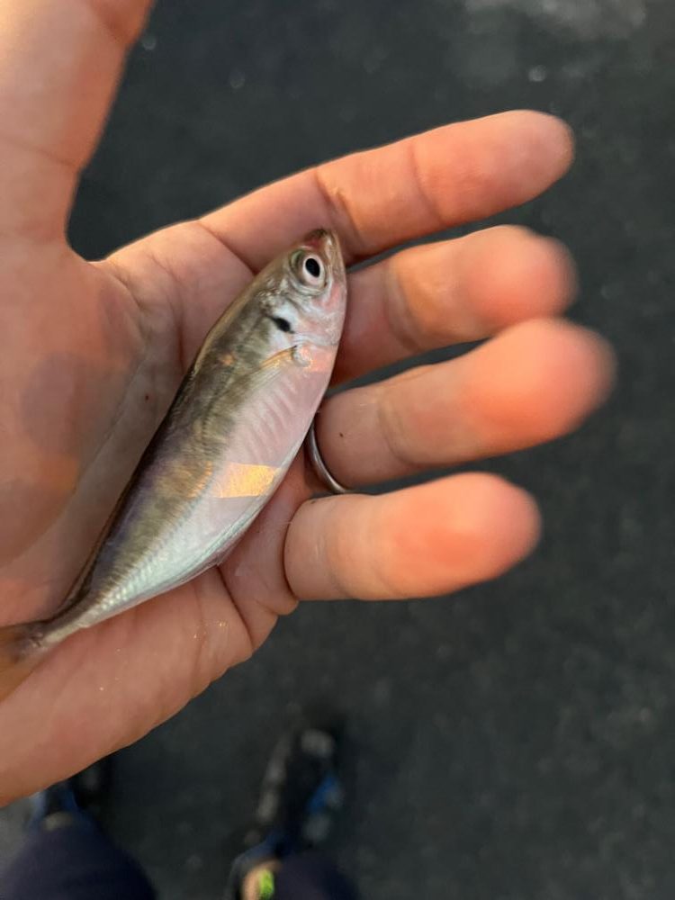 ファミリーフィッシング