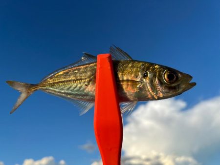 鯵を探して三千里 Vol.61