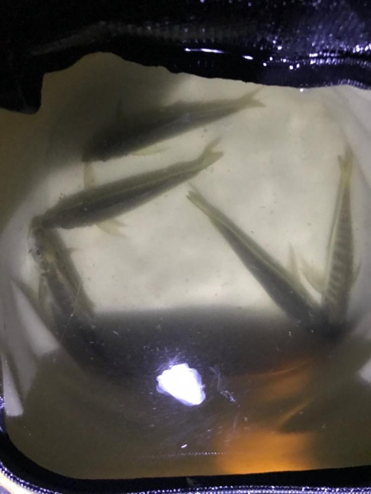 アジがつれたー♪