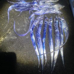 太刀魚がたくさん釣れました！！