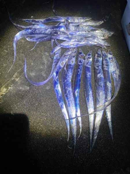 太刀魚がたくさん釣れました！！