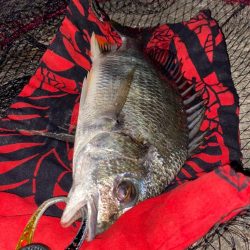 ヘチってきました