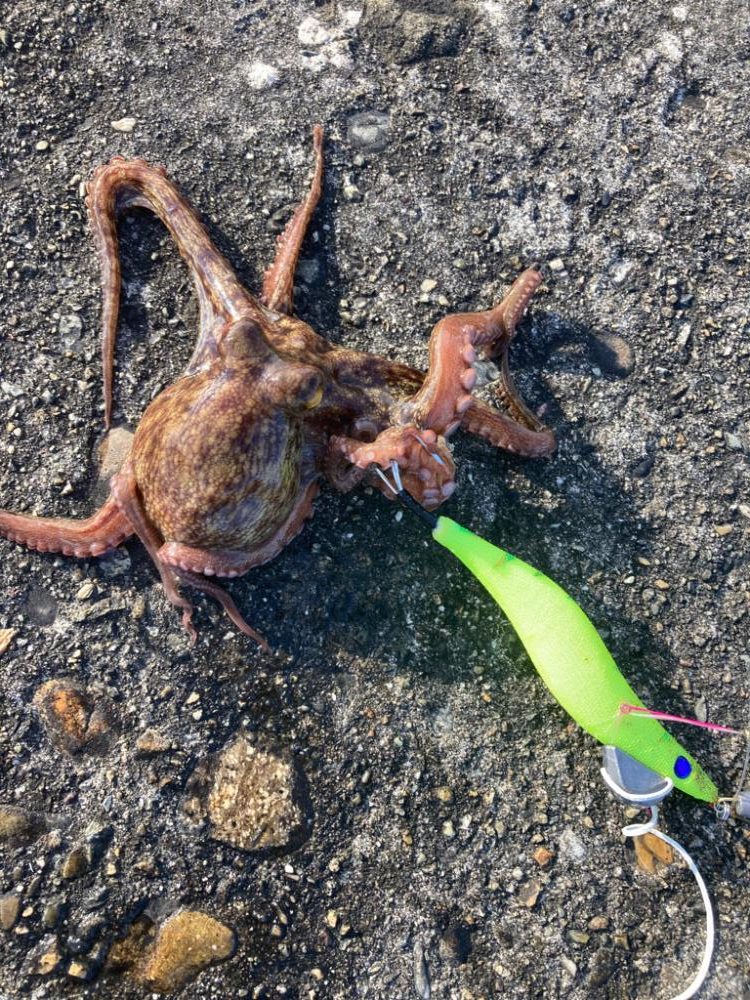 ⭐️フィネス釣果