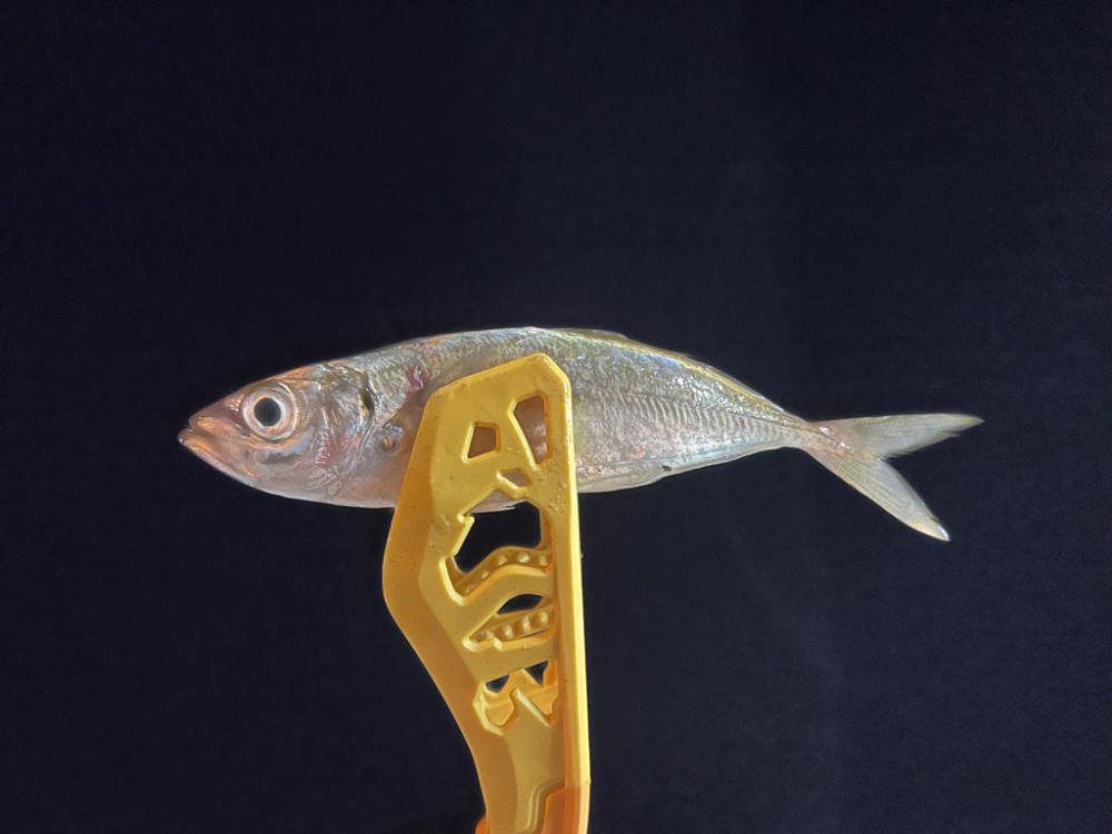 鯵を探して三千里 Vol.59