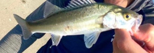 鉾田海岸エリア、ヒラメ、マゴチ狙い