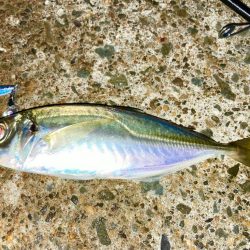 真夏のSLJ開幕にゃ！