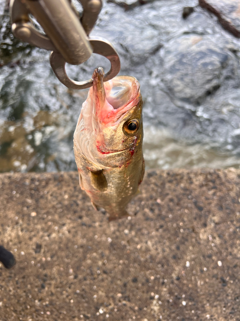 久しぶりのデイシーバス