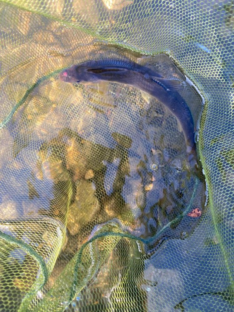 アユイング……？