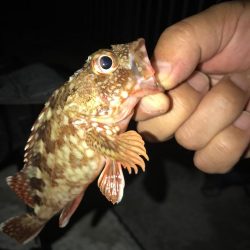 ちょい投げガシラ