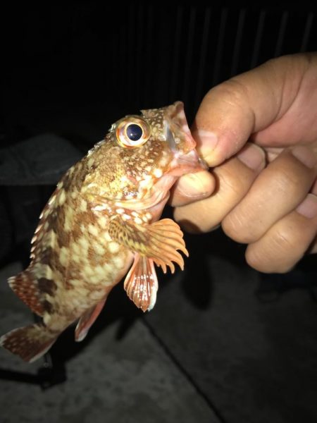 ちょい投げガシラ