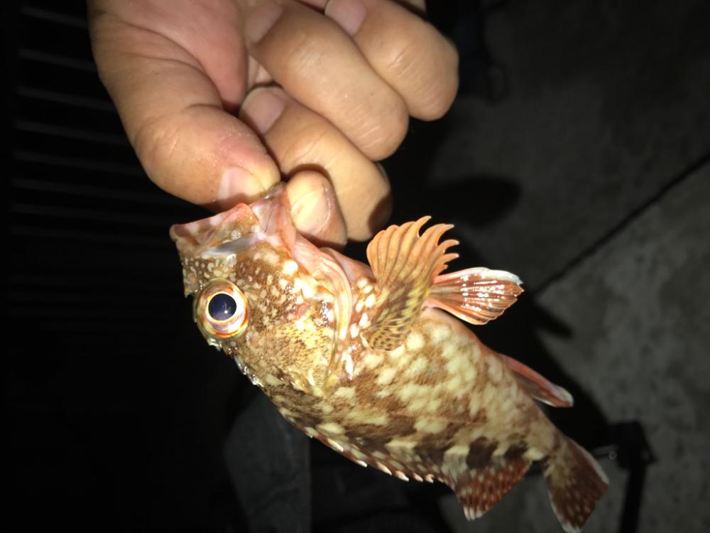 ちょい投げガシラ