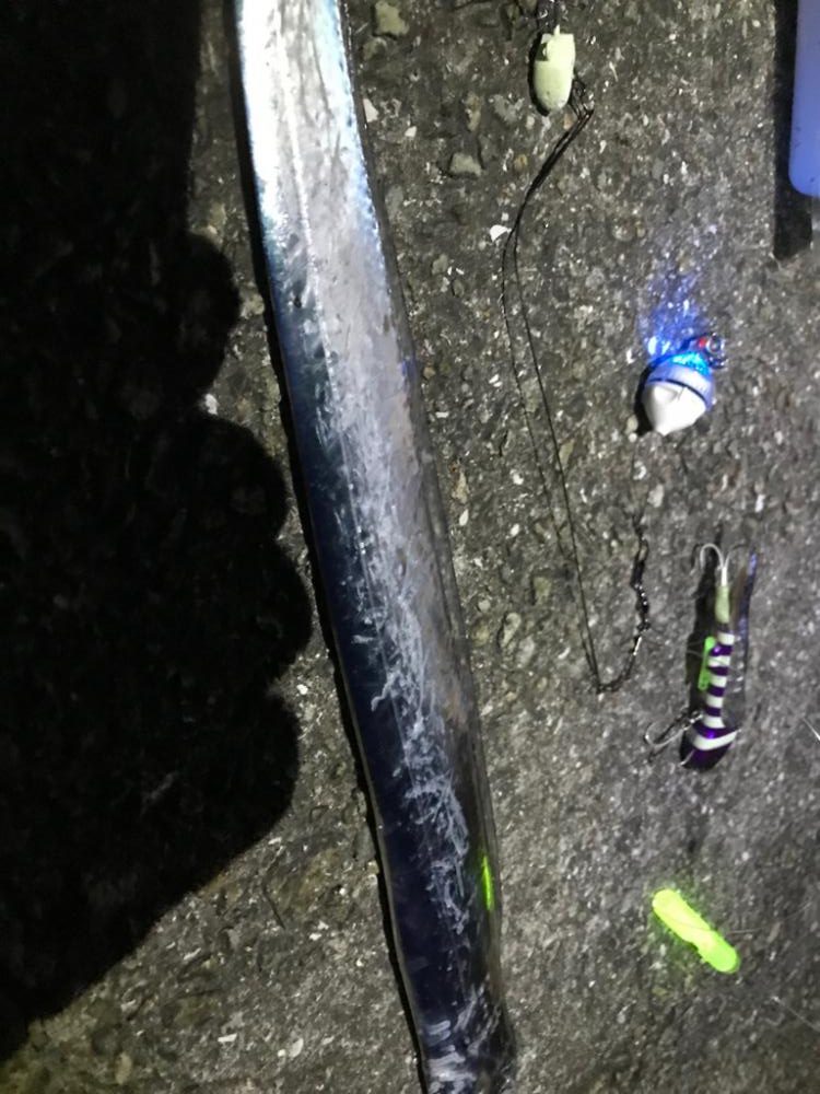 暑くてもタチウオは元気