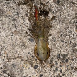 アオリとシーバスw