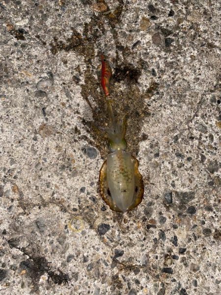 アオリとシーバスw