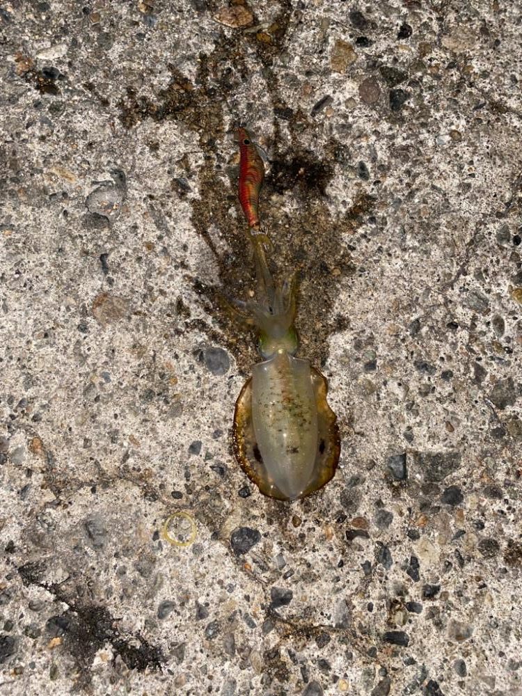 アオリとシーバスw