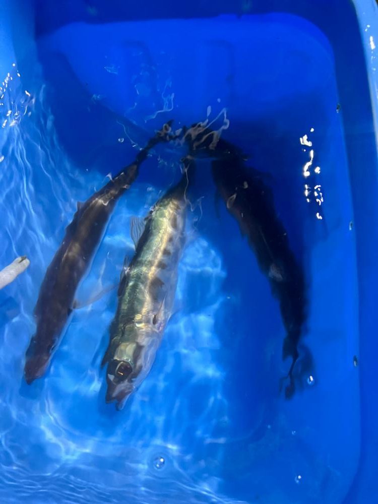 勝山港、夜クロムツ