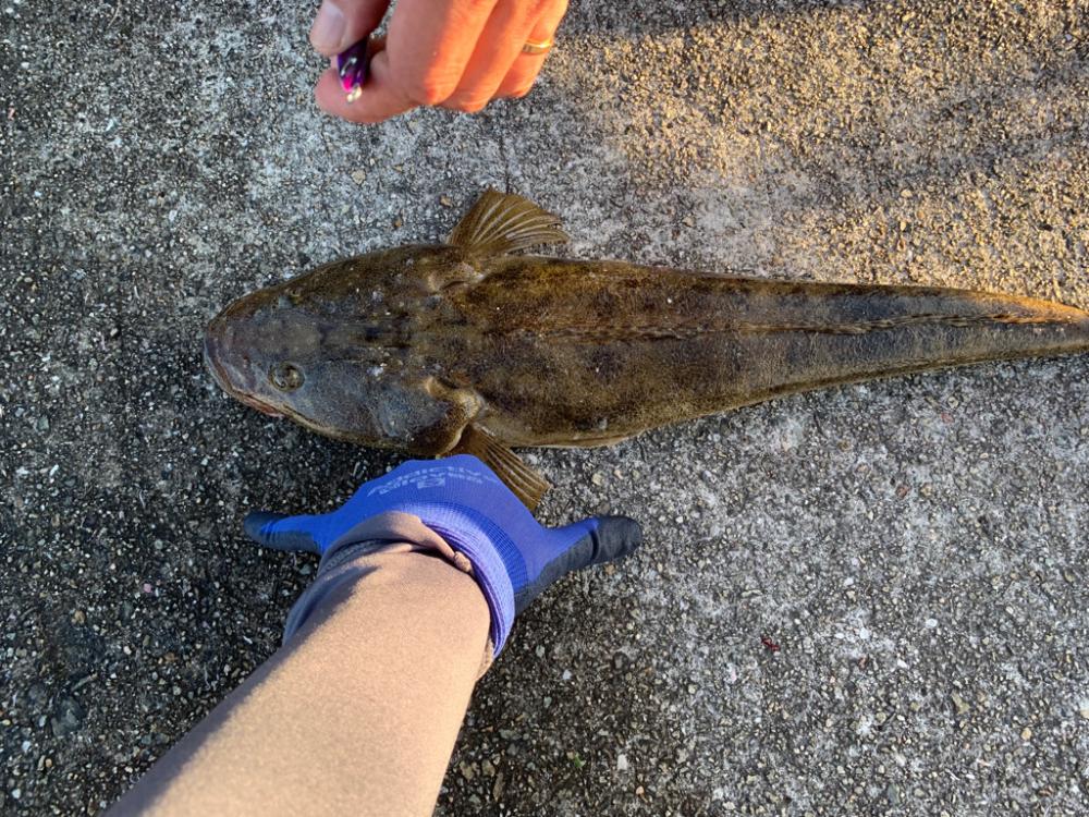 初魚種！！