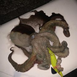 台風後で水を嫌うというタコは釣れるのか？