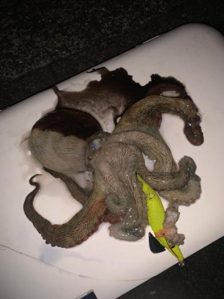 台風後で水を嫌うというタコは釣れるのか？