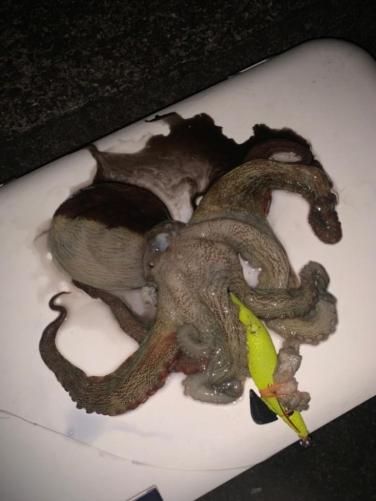 台風後で水を嫌うというタコは釣れるのか？