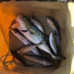 何してもヒットする朝まずめアジング